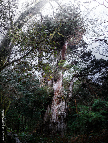  The Jomon Cedar of Yakushima Island