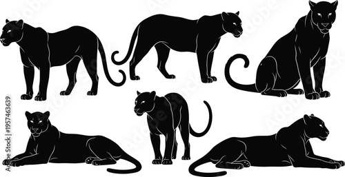 Black panther silhouettes set, various wild big cat standing walking and lying poses, leopard vector icons isolated on white background.