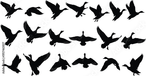 Flying duck silhouettes set, various mallard waterfowl bird poses in flight, hunting season vector icons collection isolated on white background.