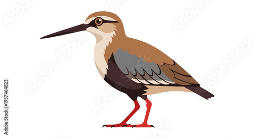 Sandpiper bird vector illustration on white background