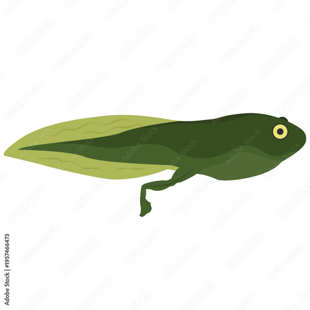 Fototapeta premium tadpole, baby frog vector drawing cartoon.