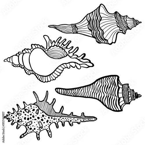 Set of hand-drawn vector illustrations depicting various seashells. Black and white marine sketches isolated on a white background. Perfect for beach-themed summer designs and nautical decor