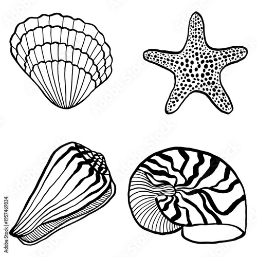 Set of hand-drawn vector images featuring a scallop, clam shell, and starfish. Seashell vector. Graphic black and white marine collection, isolated on a white background, for nautical design.