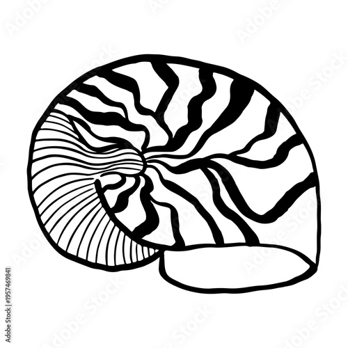 Vector hand-drawn illustration of a seashell. Seashell vector. Black and white marine sketch, isolated on a white background, perfect for a logo or decorative print.