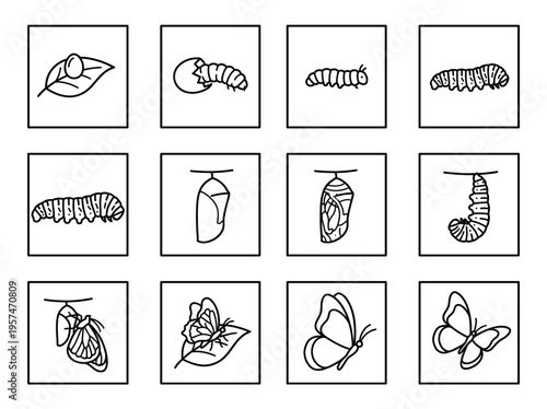 Butterfly life cycle stages from egg to caterpillar, chrysalis, and adult butterfly shown in a simple black and white line art illustration.