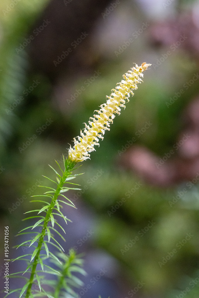Fototapeta premium Macro close-up of Lycopodium clubmoss spore cone in forest, single vertical green stem with soft bokeh and natural light background