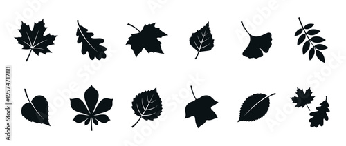 Various tree leaves silhouettes collection showcasing different shapes and types of foliage from deciduous trees, perfect for autumn designs.