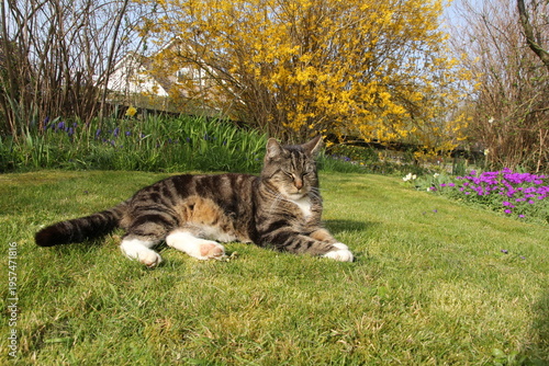 a beautiful grey domestic cat is lying comfortable in green grass of a lawn in a flower garden with a forsythia in springtime at a sunny day