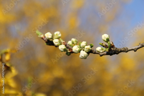 a branch with blossom in bud closeup of a plum tree in springtime