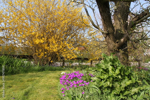 a beautiful flower garden at a sunny day in springtime with a yellow forsythia and purple rock cress in a border around a green lawn