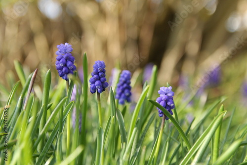 a few little blue grape hyacinths at a row and green leaves closeup in a flower garden in springtime closeup
