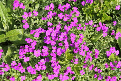 beautiful blooming rock cress with purple flowers in a flower garden springtime