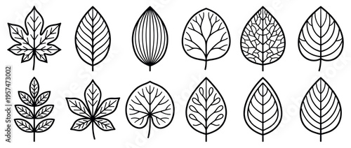 Collection of diverse botanical leaf outlines in a minimalist line art style, showcasing various natural shapes and intricate vein patterns for design elements.