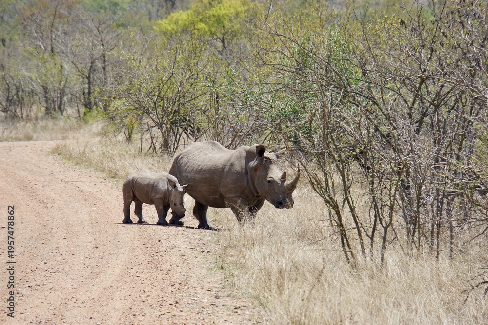 Fototapeta premium White rhinoceros with calf walking along a dirt road in African savanna