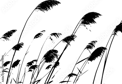 Black Silhouette Reeds Swaying Gently a White Background Isolated grass nature