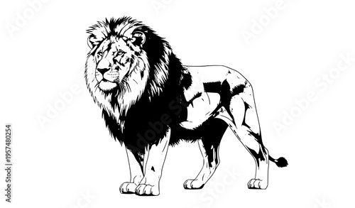 Realistic full body lion vector illustration detailed mane wild animal isolated on white background
