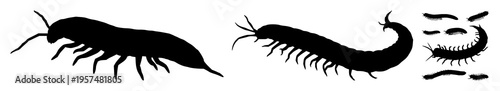Centipede set with elongated dark silhouette against neutral gradient featuring arthropod, insect, creature with silhouette and line art