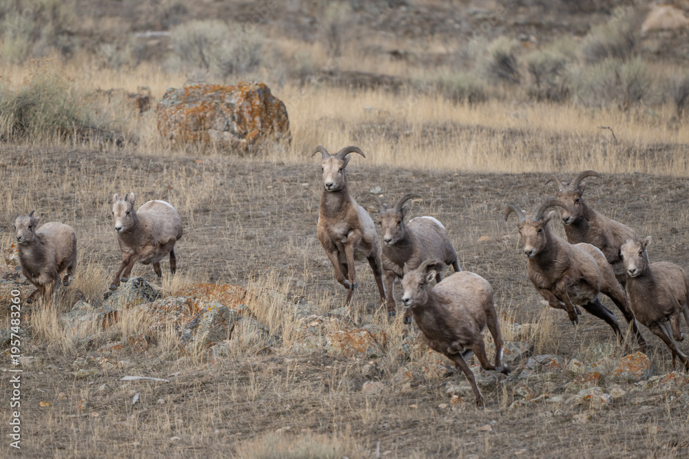 Fototapeta premium Bighorn Sheep on the Run in Montana