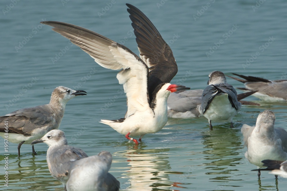 Fototapeta premium AVES PLAYA MEXICANA