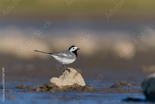 A white wagtail sits on a stone. Motacilla alba. A white wagtail in the nature habitat. 