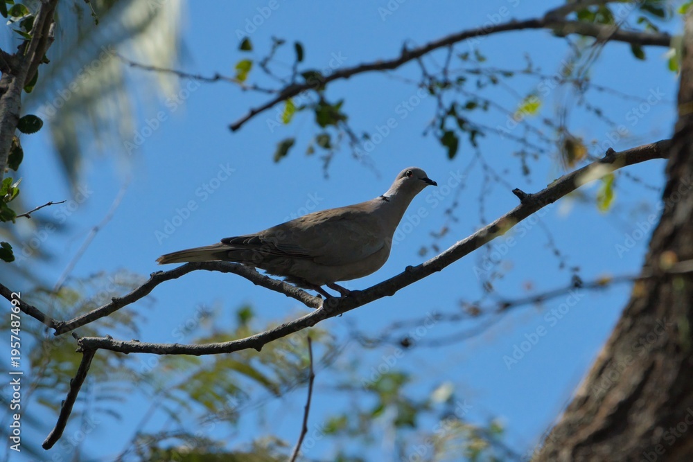 Fototapeta premium AVES PLAYA MEXICANA