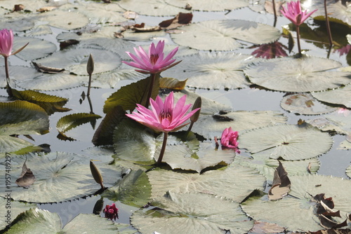 pink water lily