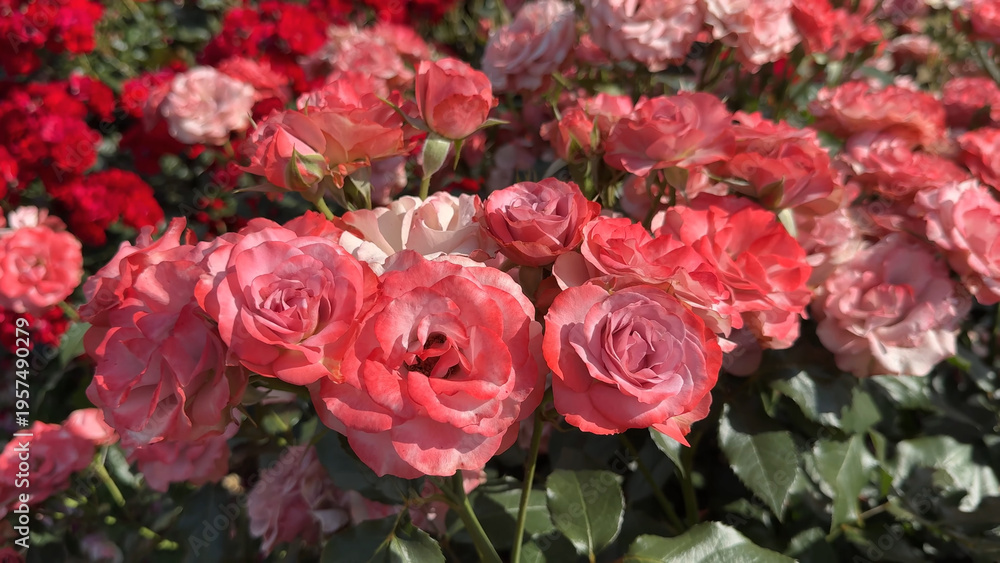 Naklejka premium Photo of beautiful pink rose flowers in nature in sunny botanical garden. Buds of flowering plants. Picture for notebook cover, copybook, or calendar.