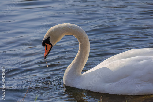 beautiful white swan floating on calm water