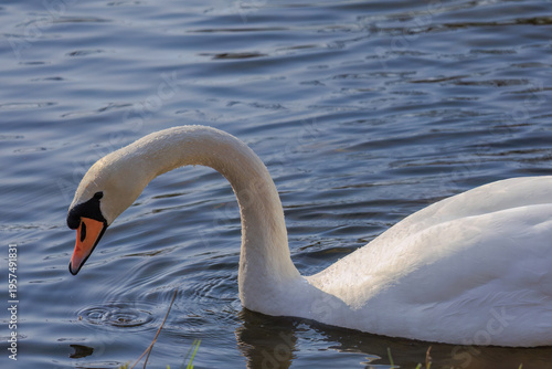 beautiful white swan floating on calm water