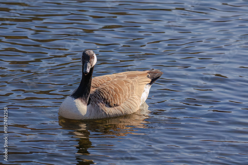Grey wild goose, cute Water Birds Geese