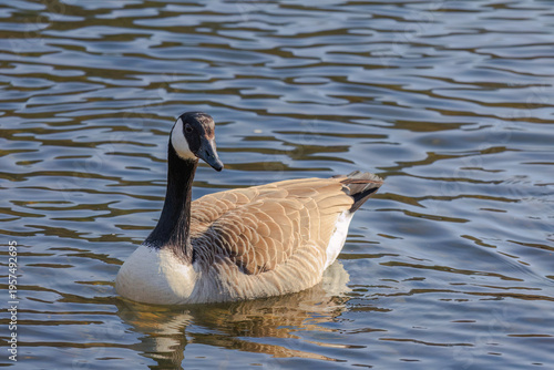 Grey wild goose, cute Water Birds Geese