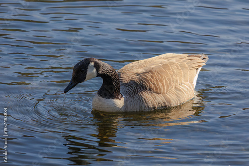 Grey wild goose, cute Water Birds Geese