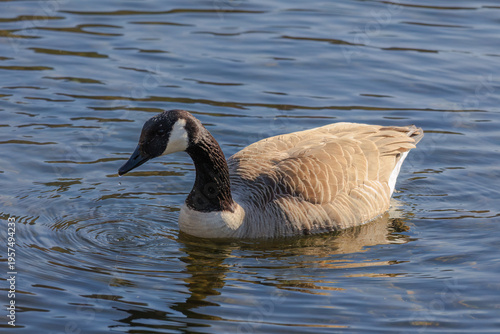 Grey wild goose, cute Water Birds Geese