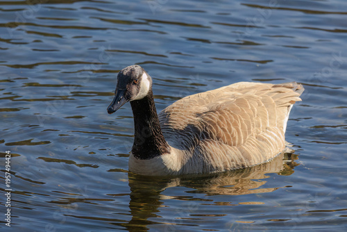 Grey wild goose, cute Water Birds Geese