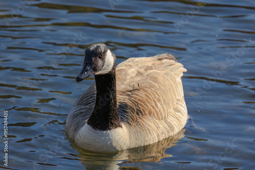 Grey wild goose, cute Water Birds Geese