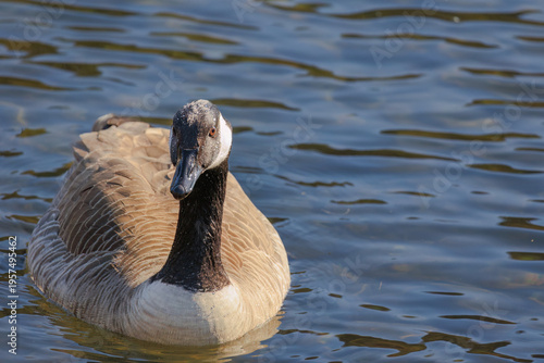 Grey wild goose, cute Water Birds Geese