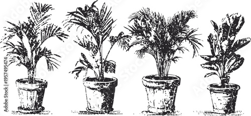 four potted palm plants in rustic containers, black and white detailed botanical illustration