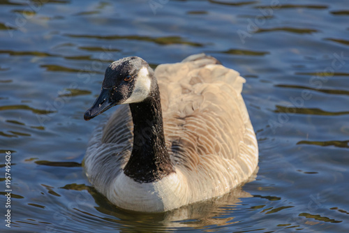 Grey wild goose, cute Water Birds Geese
