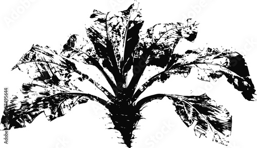 Black and white silhouette of leafy green lettuce isolated on white background