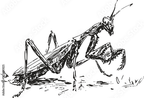 Detailed black and white illustration of a praying mantis insect in natural pose resting on the ground