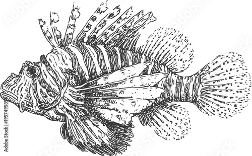 Lionfish detailed illustration exotic venomous marine fish with spiny fins and distinctive stripes