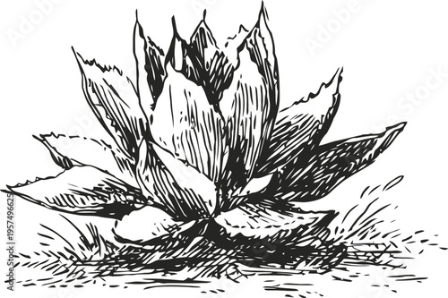 vintage hand drawn aloe vera plant sketch with textured leaves and ground details
