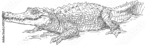 Resting alligator lying on ground showing rough textured skin and powerful limbs in natural habitat