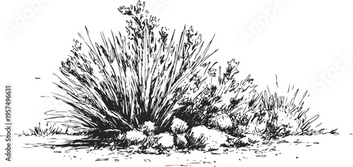 Desert shrub with rocks isolated on white background dry landscape plant illustration with natural stones