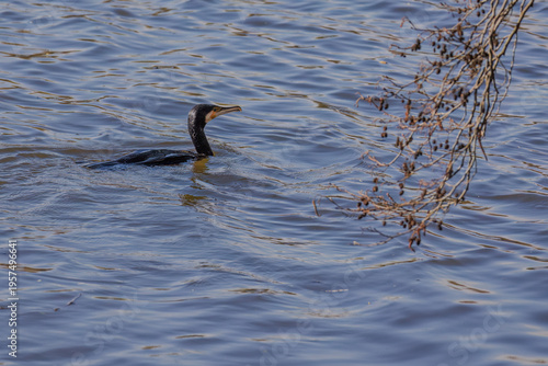 The great cormorant, Phalacrocorax carbo, known as the great black cormorant