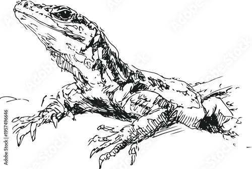Black and white hand drawn lizard resting on the ground with detailed scales and claws illustration