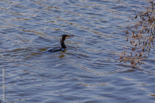 The great cormorant, Phalacrocorax carbo, known as the great black cormorant