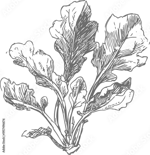 Hand drawn arugula plant illustration with detailed leaves and stems in black and white sketch
