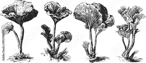 four variety of mushrooms growing from soil in detailed vintage botanical illustration