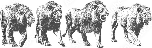 Four roaring lions walking in a row, fierce wild predators in black and white illustration